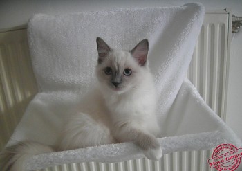 Hermione - 13 semaines - Chatterie Ragdolls du Val de Beauvoir